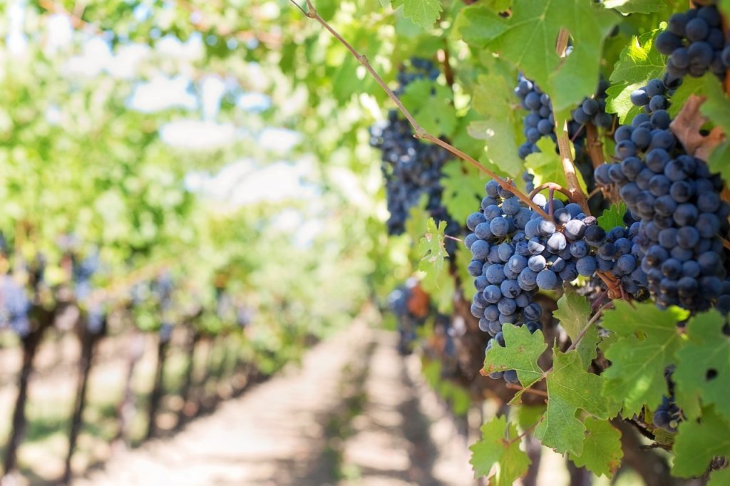 Agriculture and Farming Experts at Emploviders