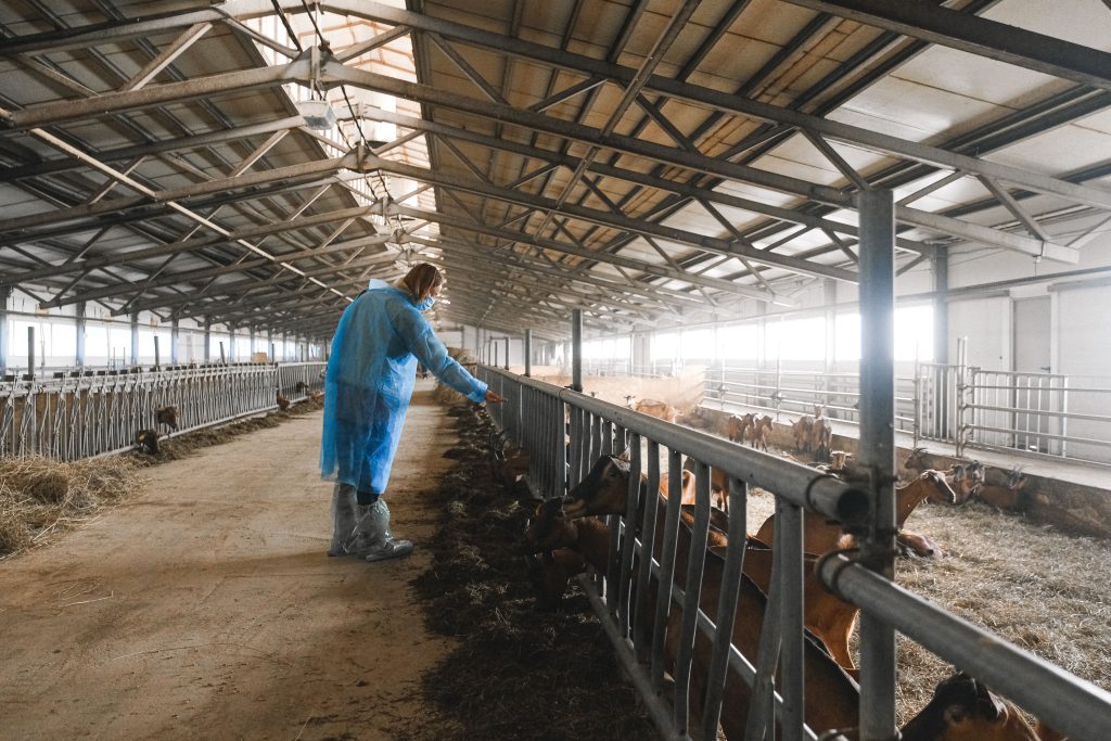 A farm worker in protective gear feeding goats inside a large barn.